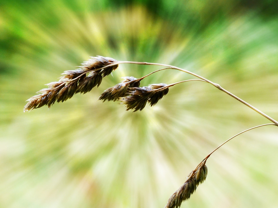 Macro meadow field