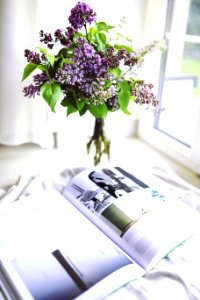 Sambucus  Elder  Elderberry