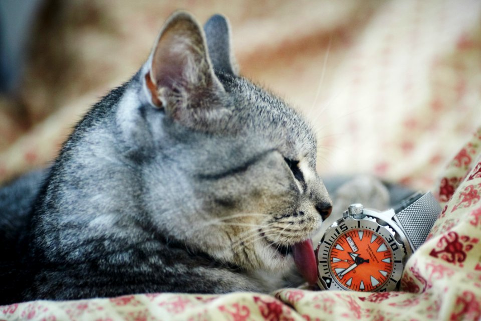 Adorable Animal Cat