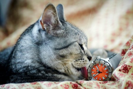 Adorable Animal Cat