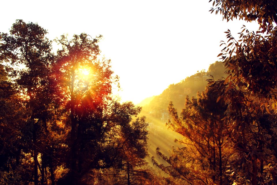 Backlit Bright Dawn