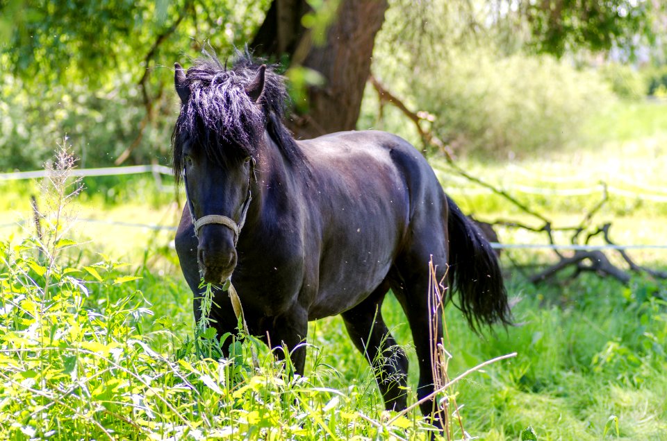 Animal Equine Farm