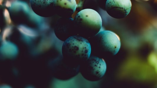 Blur Close-up Exotic