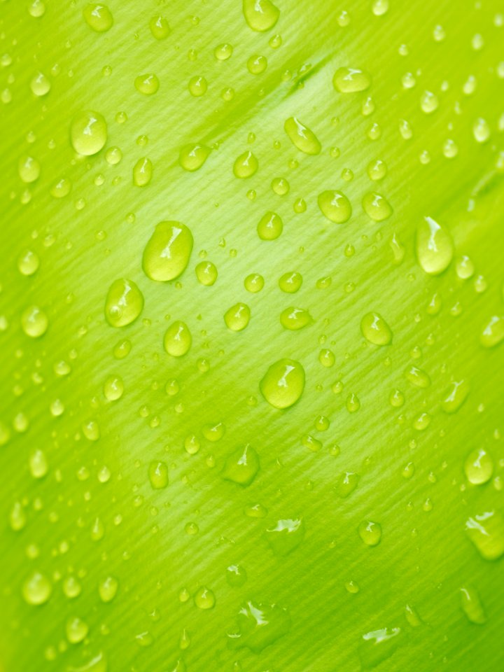 Clean Close-up Dew