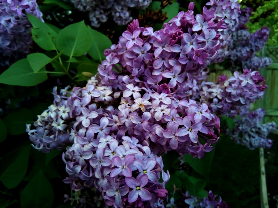 Bloom Blooming Blossom