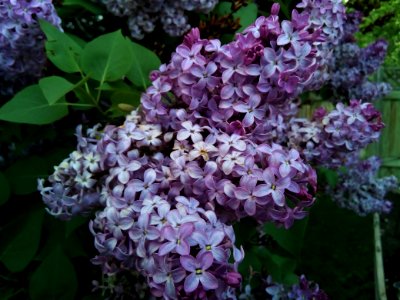 Bloom Blooming Blossom