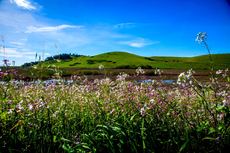 Agriculture Bloom Blossom