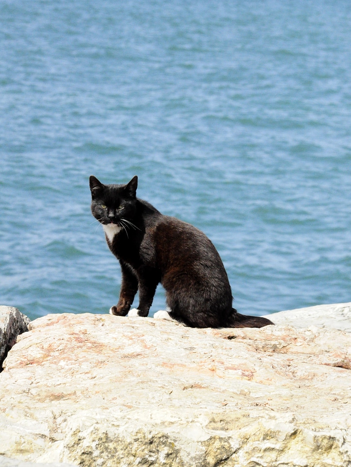 Pet istanbul turkey