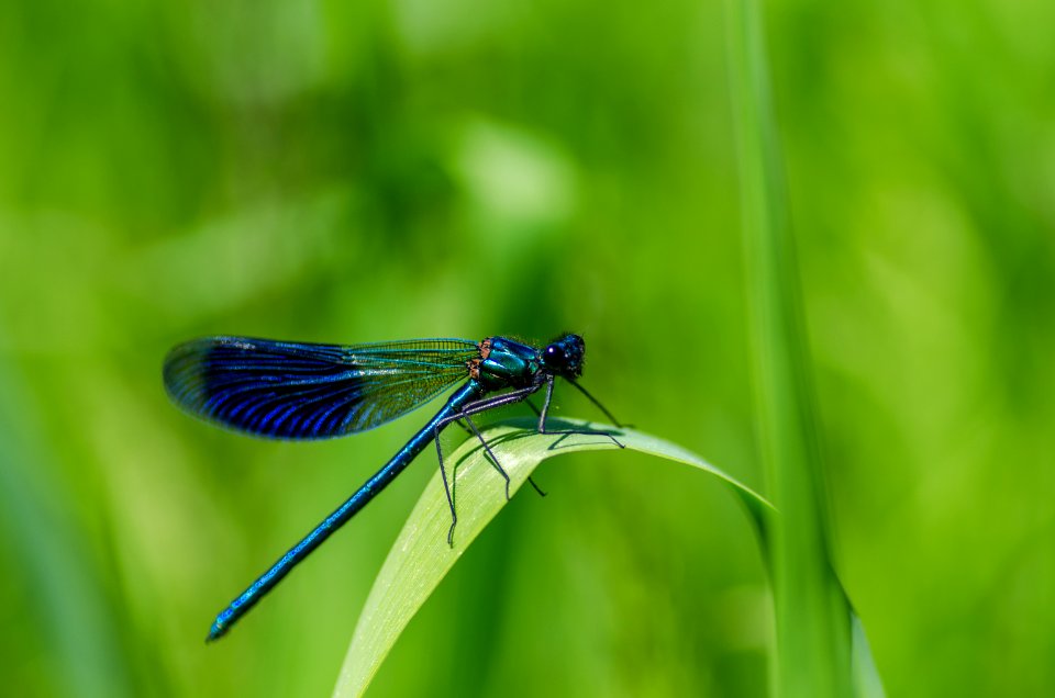 Bug Close-up Damselfly