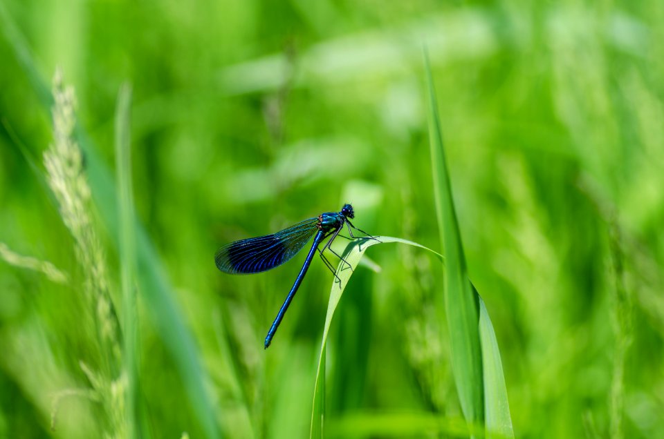 Bug Damselfly Detail