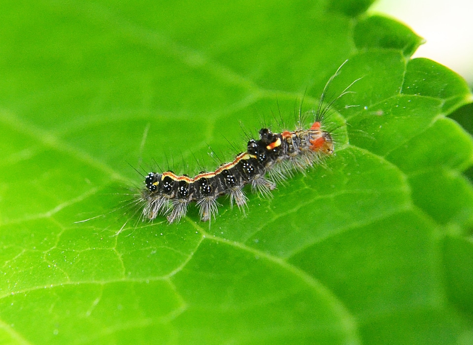 Damage animal nature