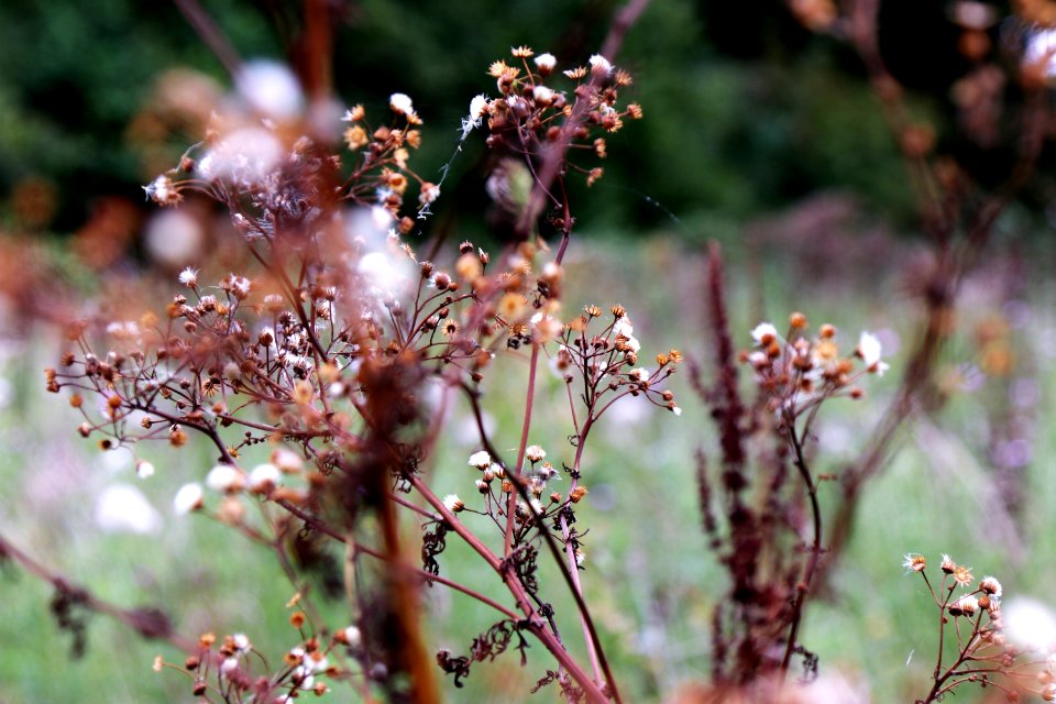 Bloom Blooming Blur