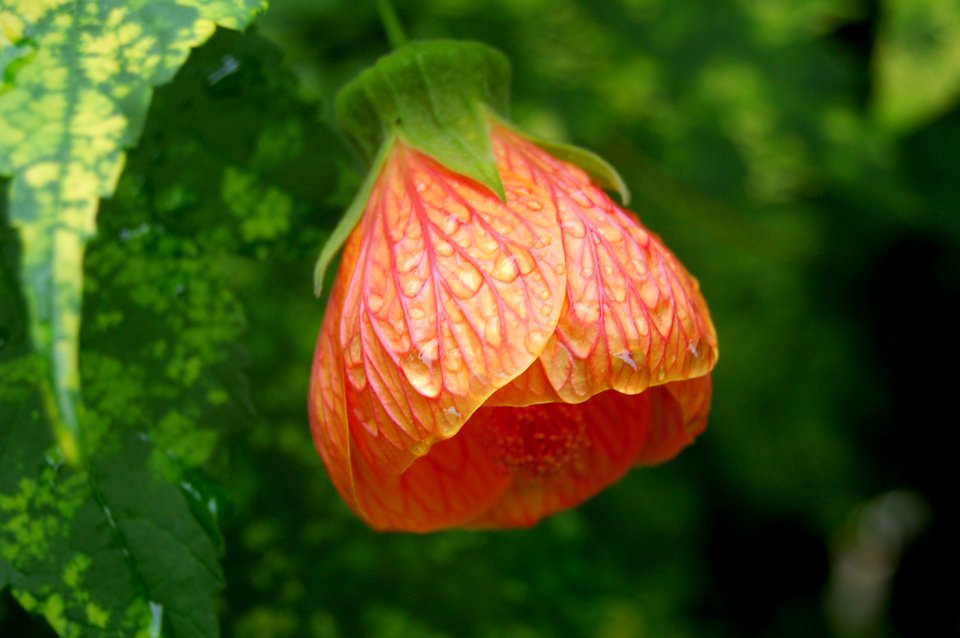 Bloom Blossom Close-up
