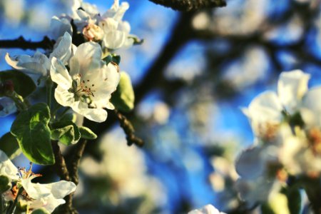 Bloom Blooming Blossom