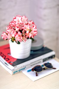Azalea In A White Pot