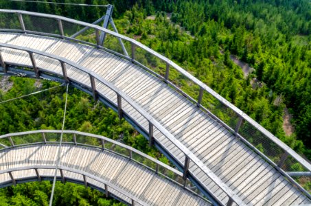 Bridge Conifers Environment
