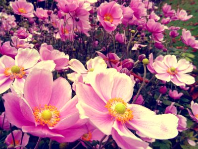 Bloom Blossom Flora