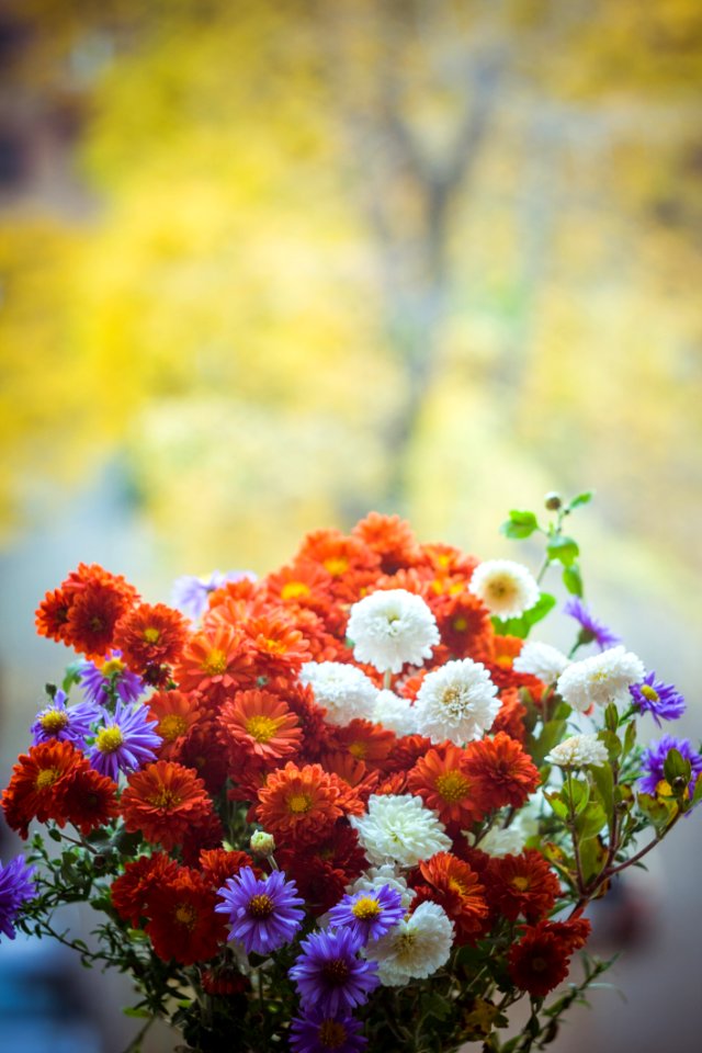 Beautiful Bloom Blooming
