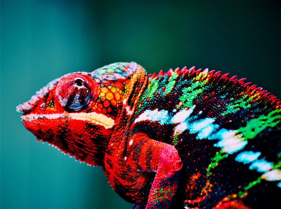 Animal Blur Chameleon