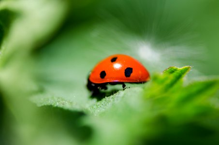 Animal Photography Blur