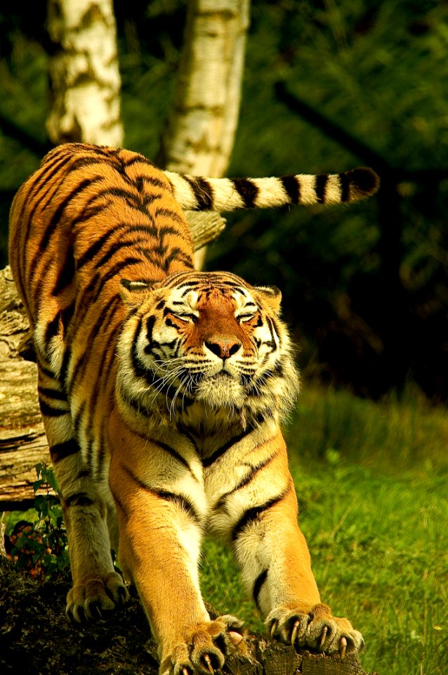 Animal Photography Big
