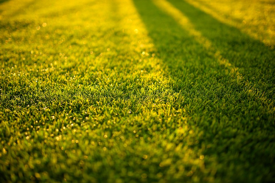 Blur Bokeh Close-up