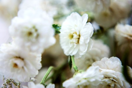 Bloom Blooming Blossom