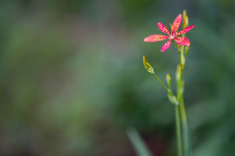 Bloom Blossom Close-up