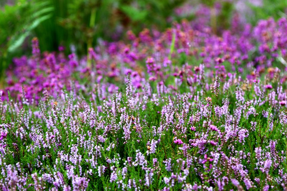Blooming Blur Close-up