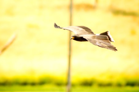 Animal Photography Avian photo