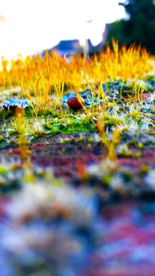 Blur Close-up Focus