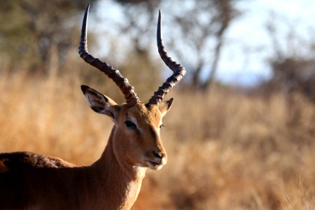 Animal Photography Antelope photo