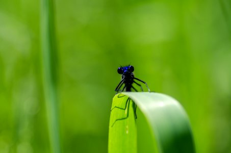 Bug Close-up Damselfly