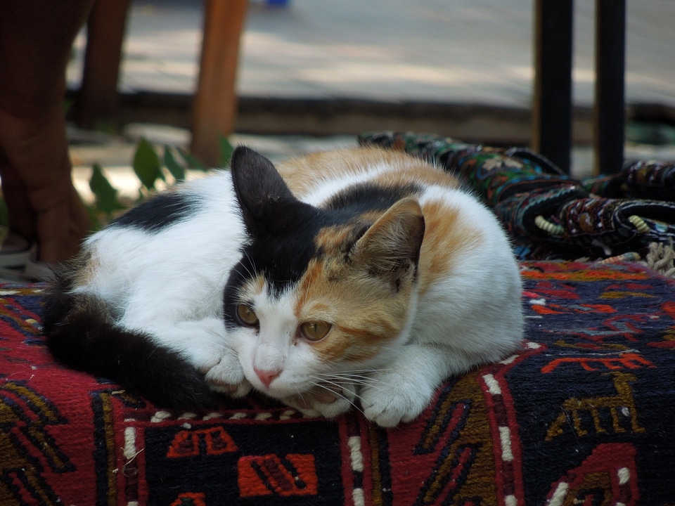 Pet istanbul turkey