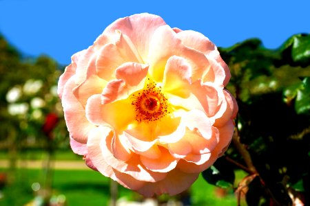 Bloom Blossom Close-up