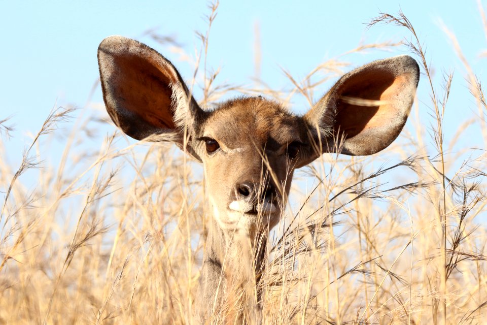 Animal Photography Barbaric