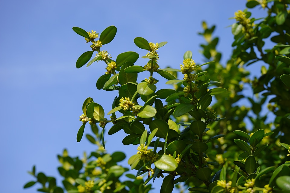 Book tree blossoms book ordinary boxwood