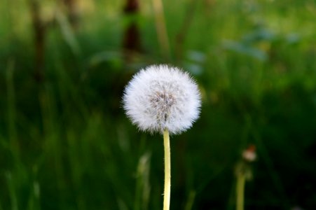 Beautiful Bloom Blooming photo