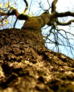 Bark Branches Close