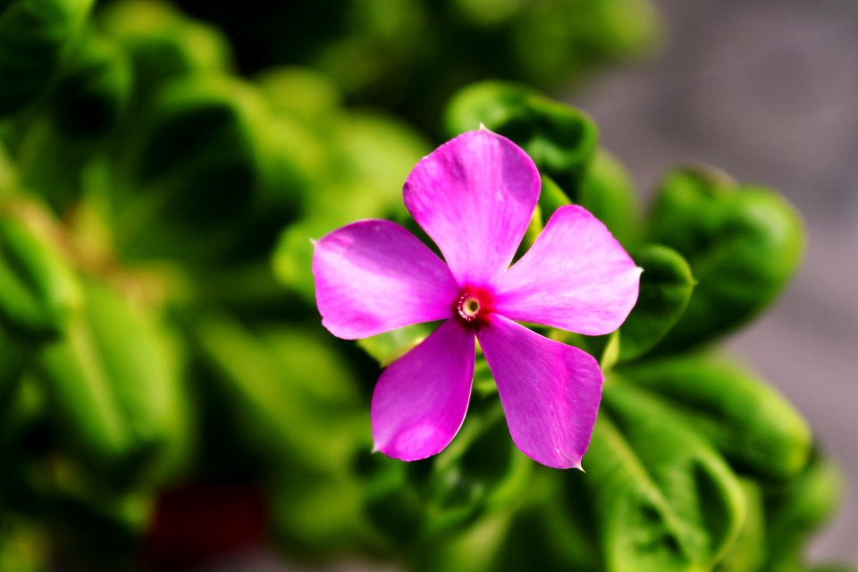 Beautiful Bloom Blooming
