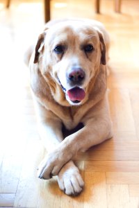 Labrador photo