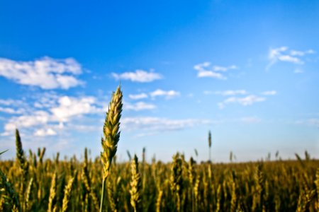 Grain Field photo
