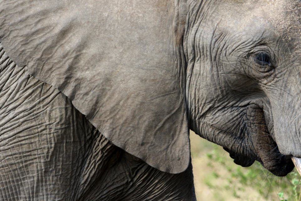 Africa Animal Big