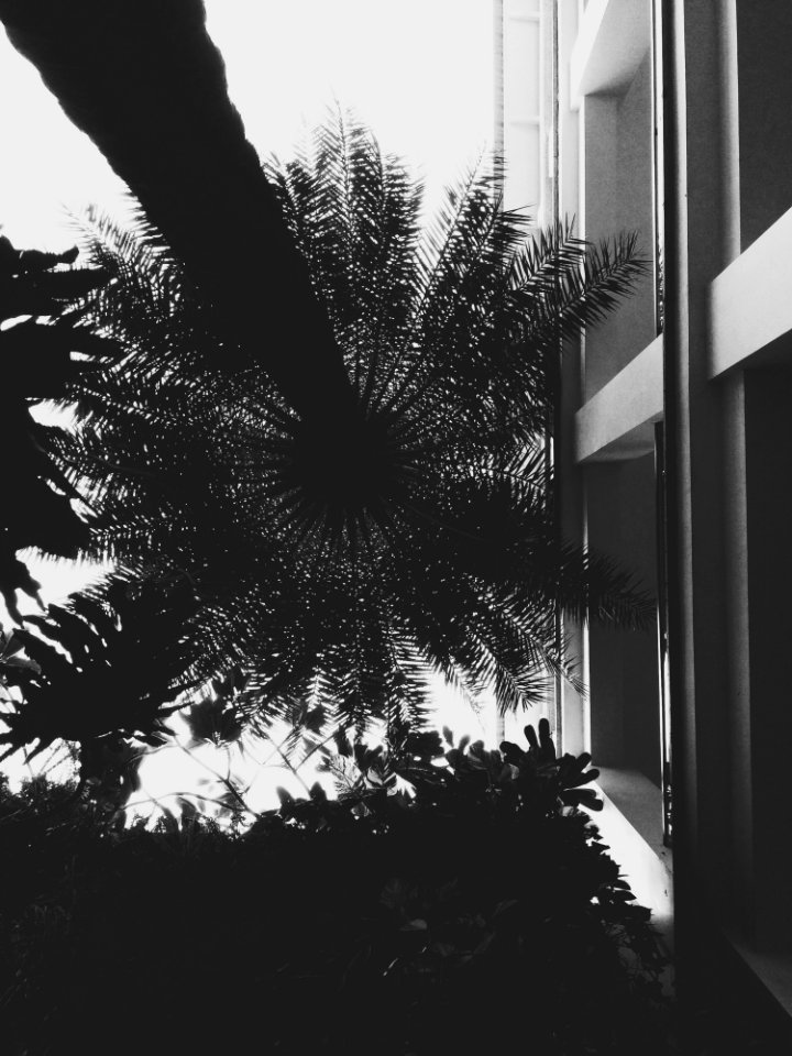 Black-and-white Building Facade