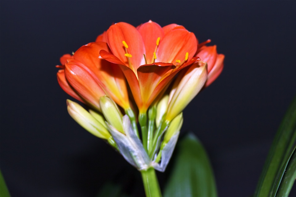 Light ornamental plants bloom