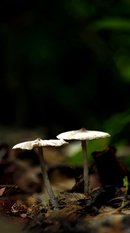 Close-up Edible Agaric photo