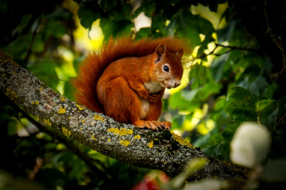 Animal Branch Cute