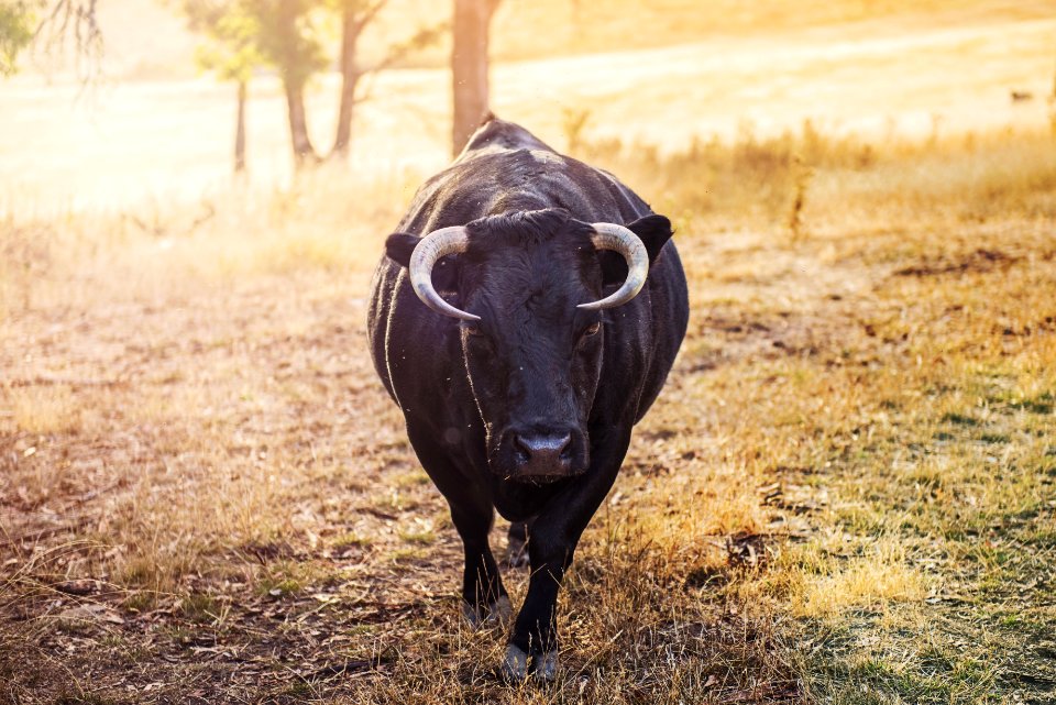 Agriculture Animal Cattle