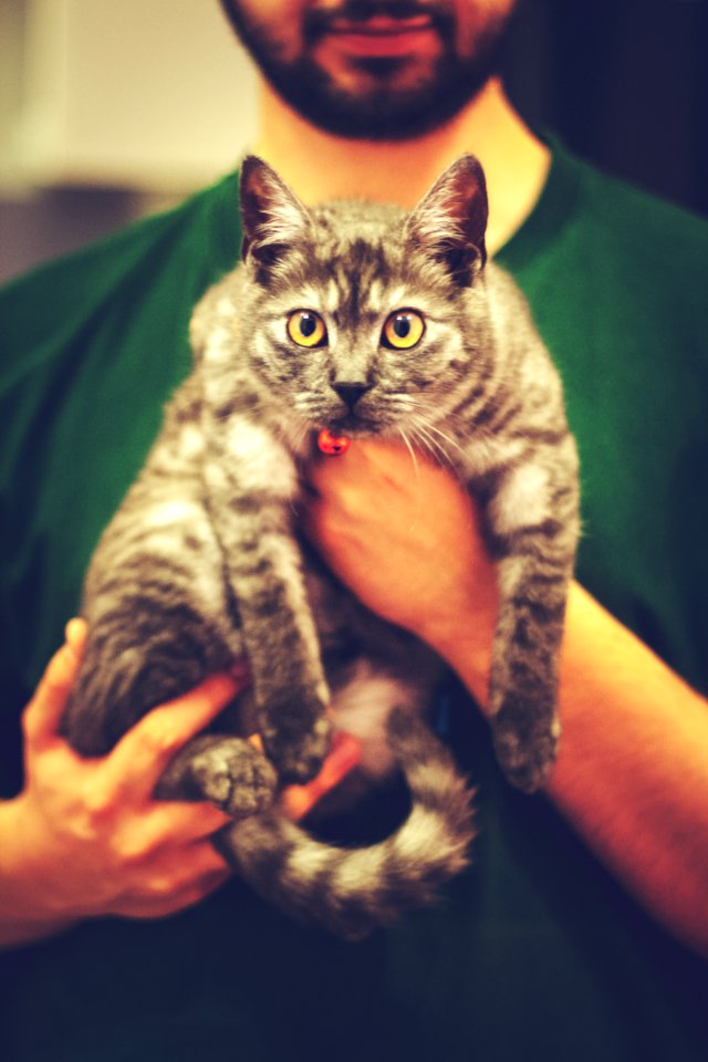 Cute Cat
