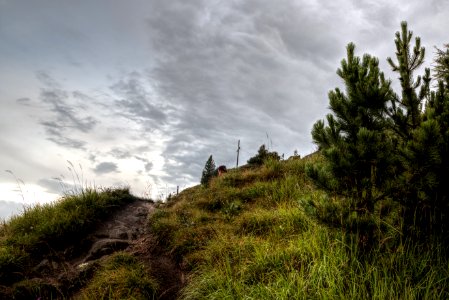 Conifers Dawn Dusk photo